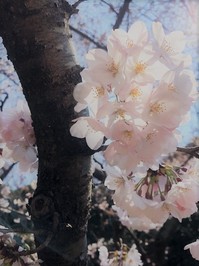 sakura1 (2).jpg